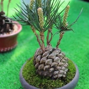 Meet your Posher, Noriko